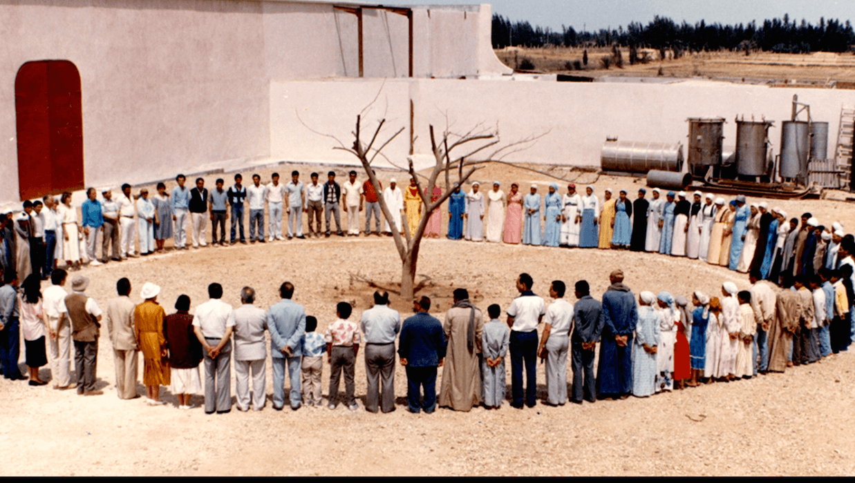 Egypt Sekem Tree BEFORE 1980